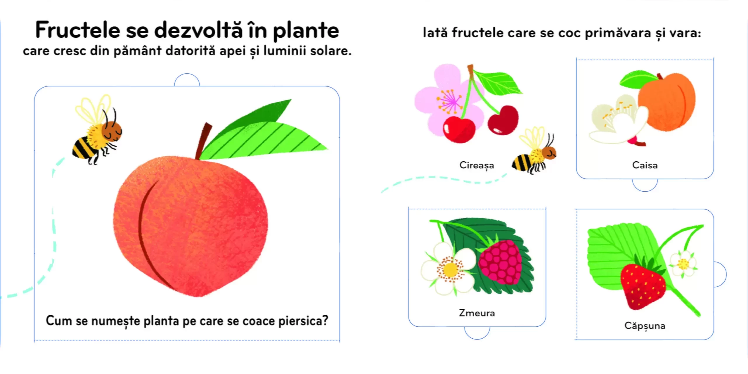 Fructele. Cartea mea cu ilustrații.