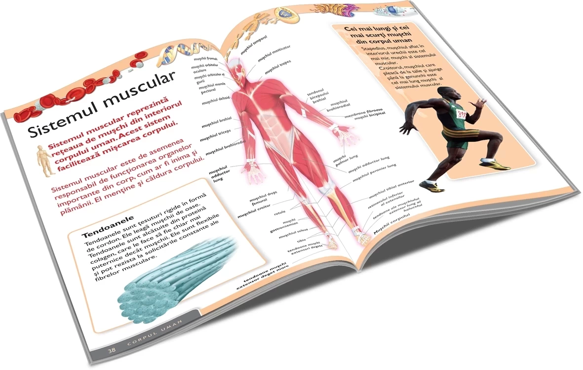 Enciclopedia corpului uman