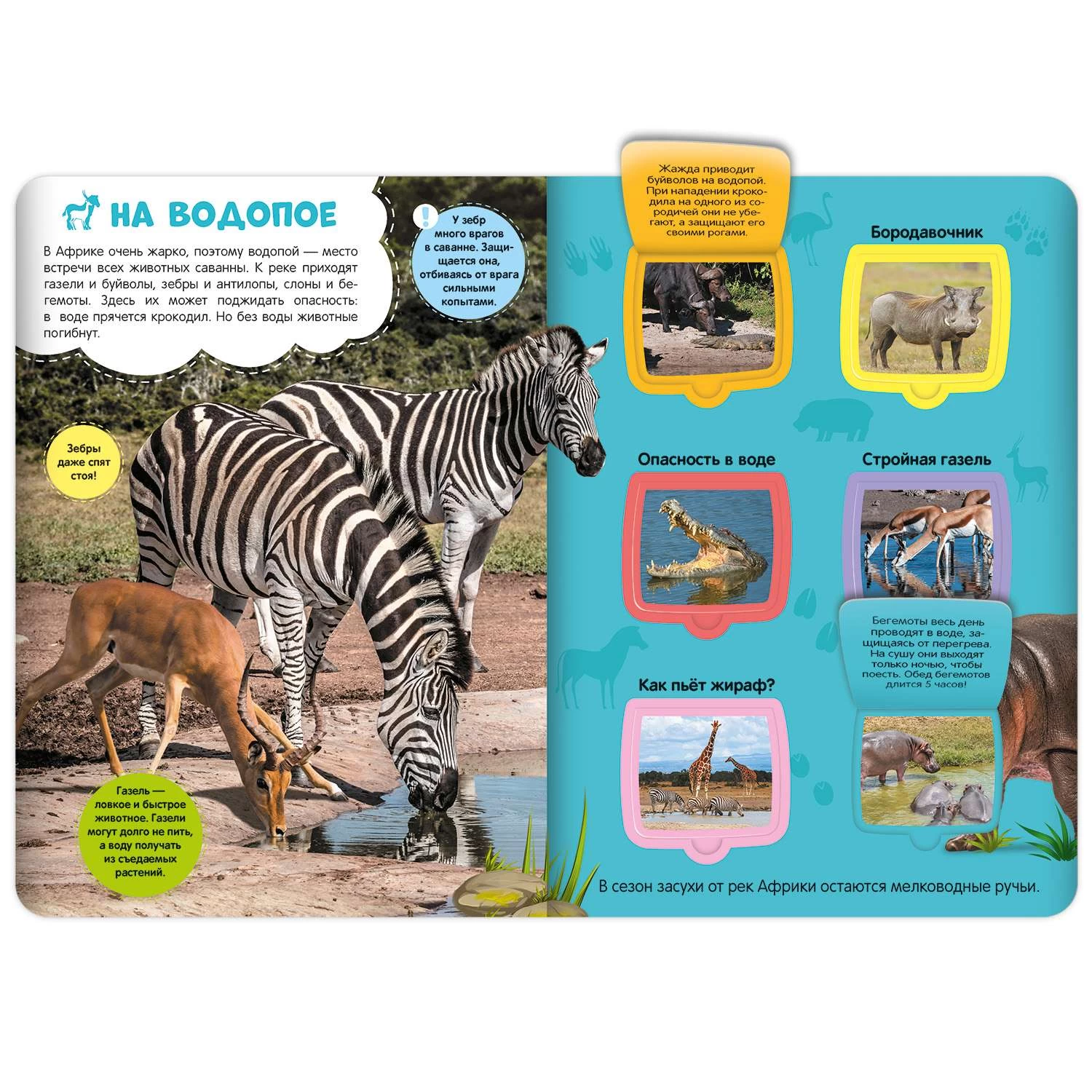 Первые знания малыша (с окошками). Саванна