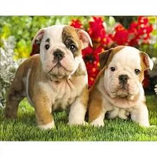 Mozaica cu Diamante 30x40 cm "Catelusi Amuzanti"