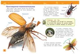 Насекомые (Энциклопедия для детского сада)