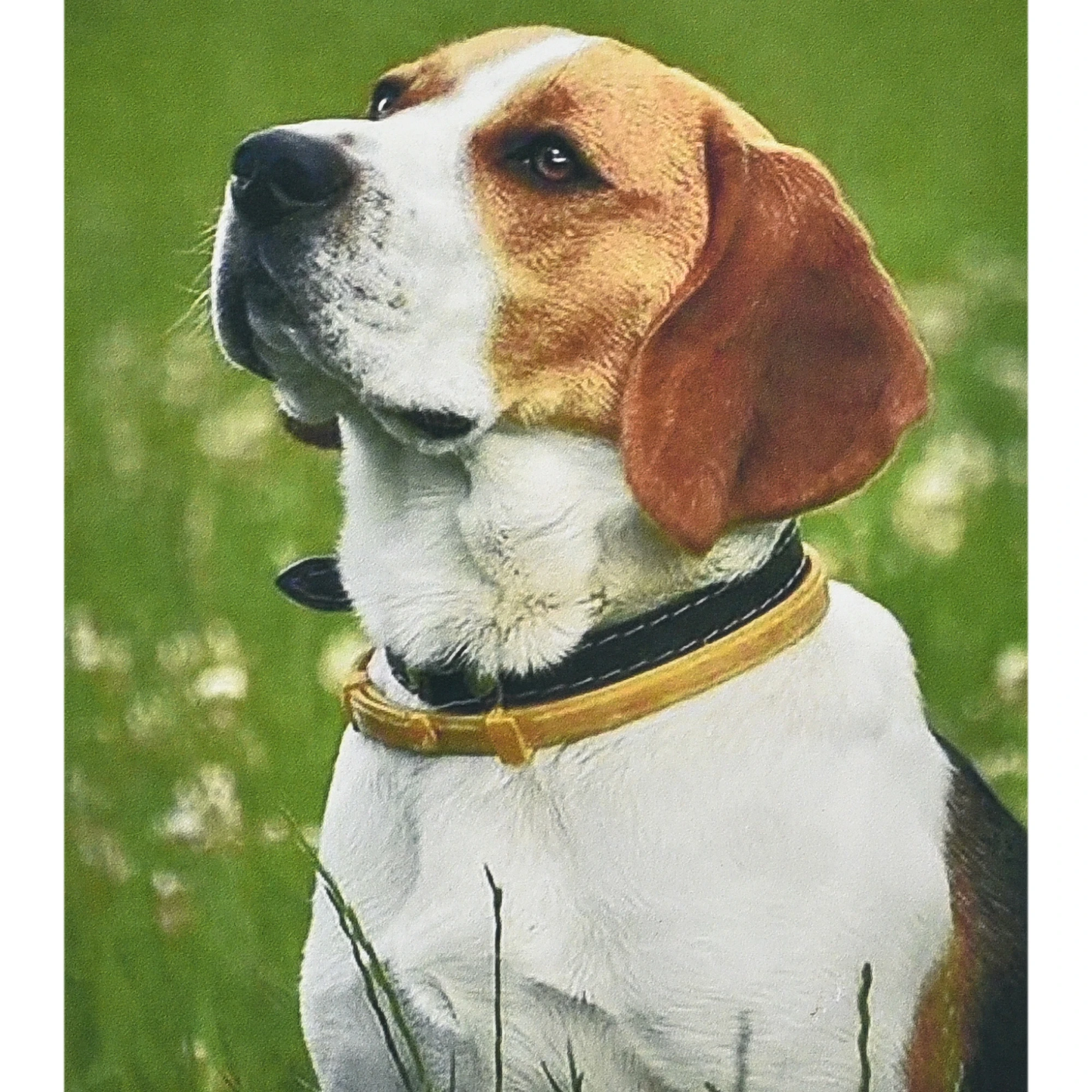 Mozaica cu Diamante 30x40 cm ""Beagle în iarbă"