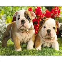 Mozaica cu Diamante 30x40 cm "Catelusi Amuzanti"